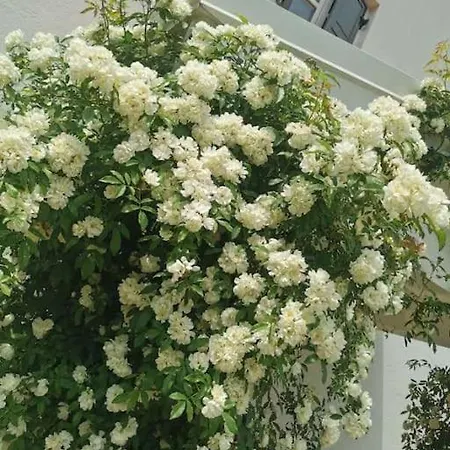 Luka Tatil Evi Lasci
